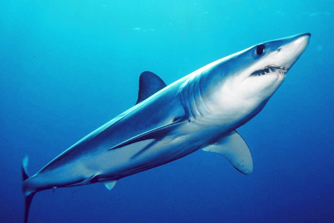 makosharkreal.jpg